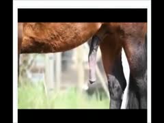Hardcore animal sex of two horses got caught on cam